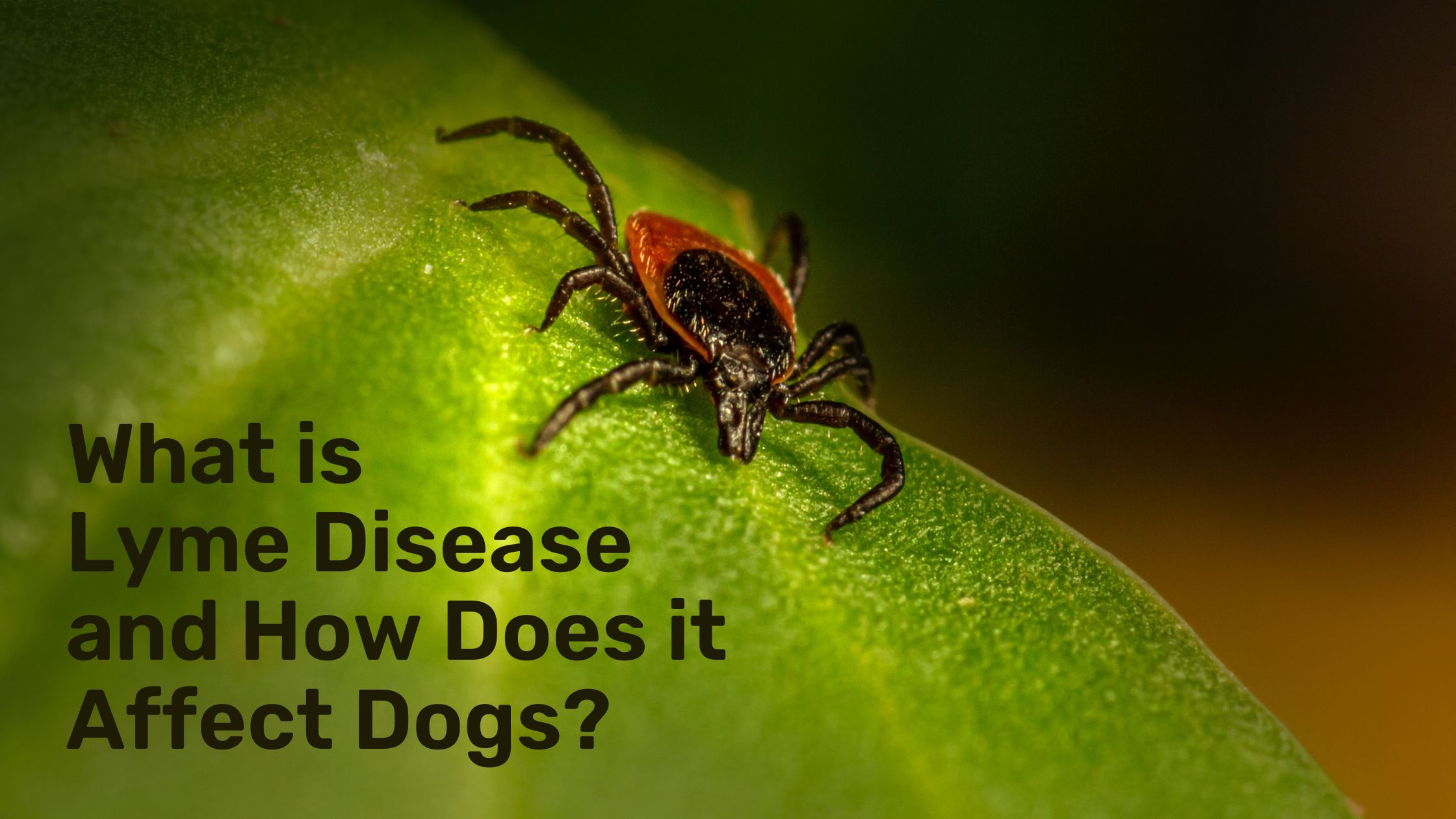 What is Lyme Disease and How Does it Affect Dogs? YepiPet Your Key